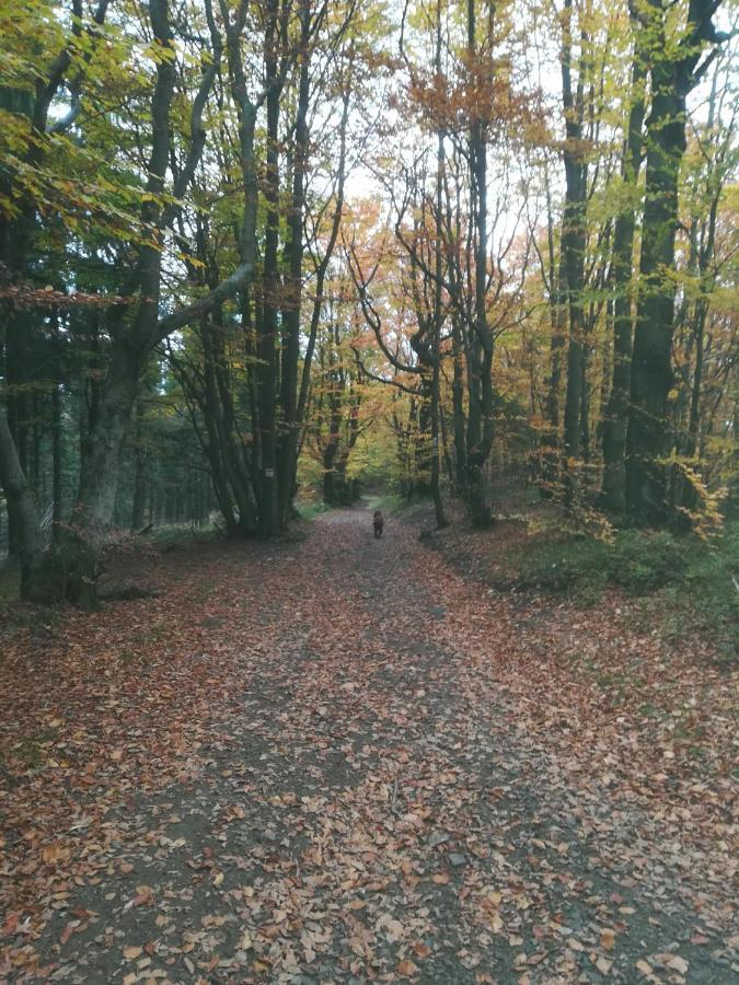 Letniskowe Pod Lasem Lodge *